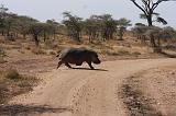 TANZANIA - Serengeti National Park - Hippo - 7